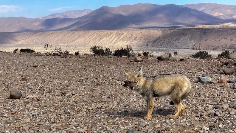 Andean Wolf, La Higuera, Chile